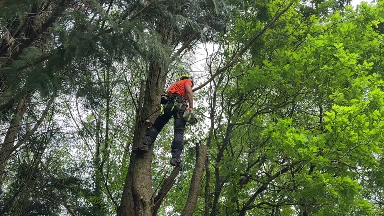 Best Tree Risk Assessment  in Rio Grande, NJ